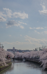 弘明寺の桜