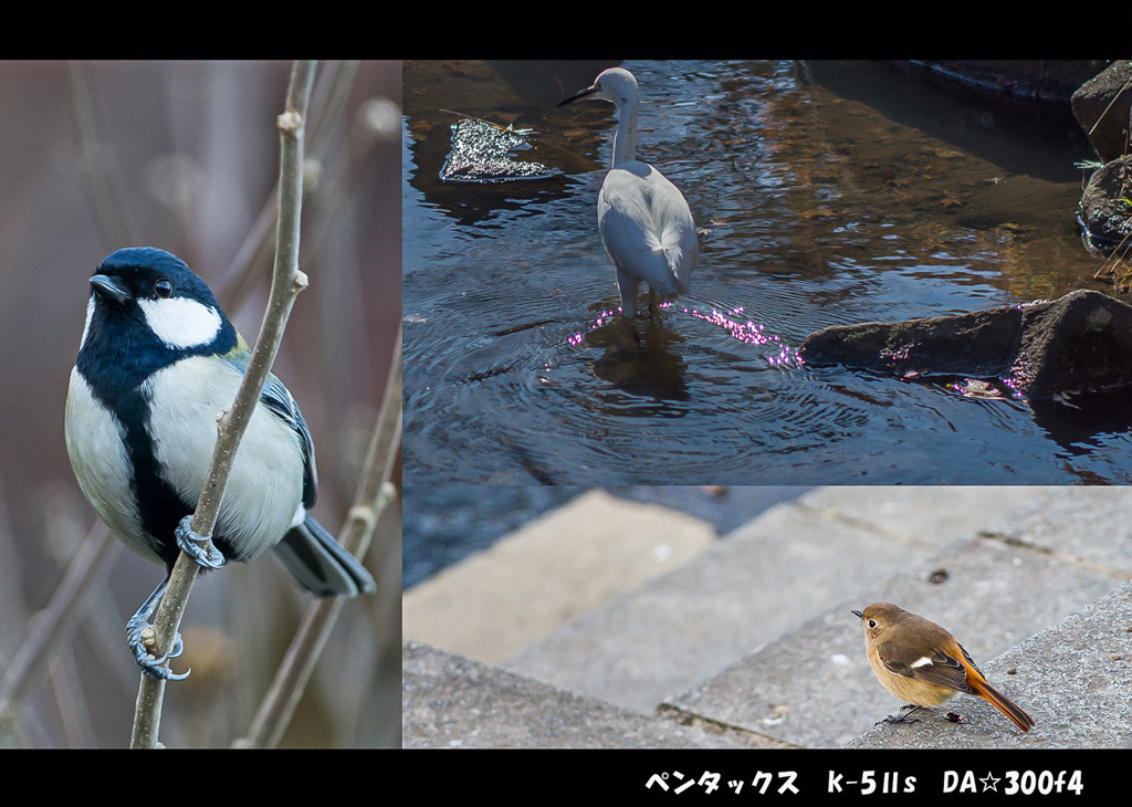 右下の鳥・・