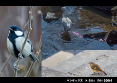 右下の鳥・・