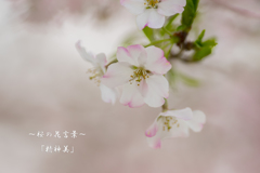 桜