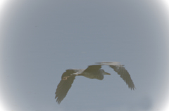 鏡