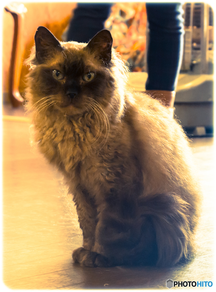 猫カフェ
