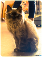 猫カフェ