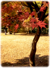 紅葉＆楓