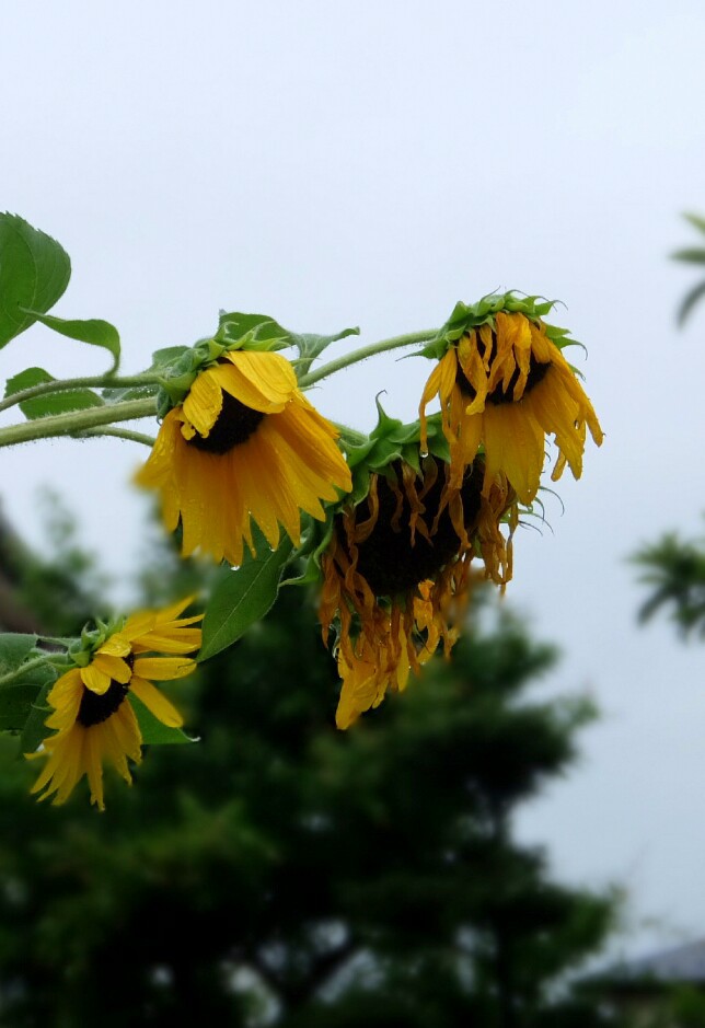 台風の影響で疲れてる(￣▽￣;)
