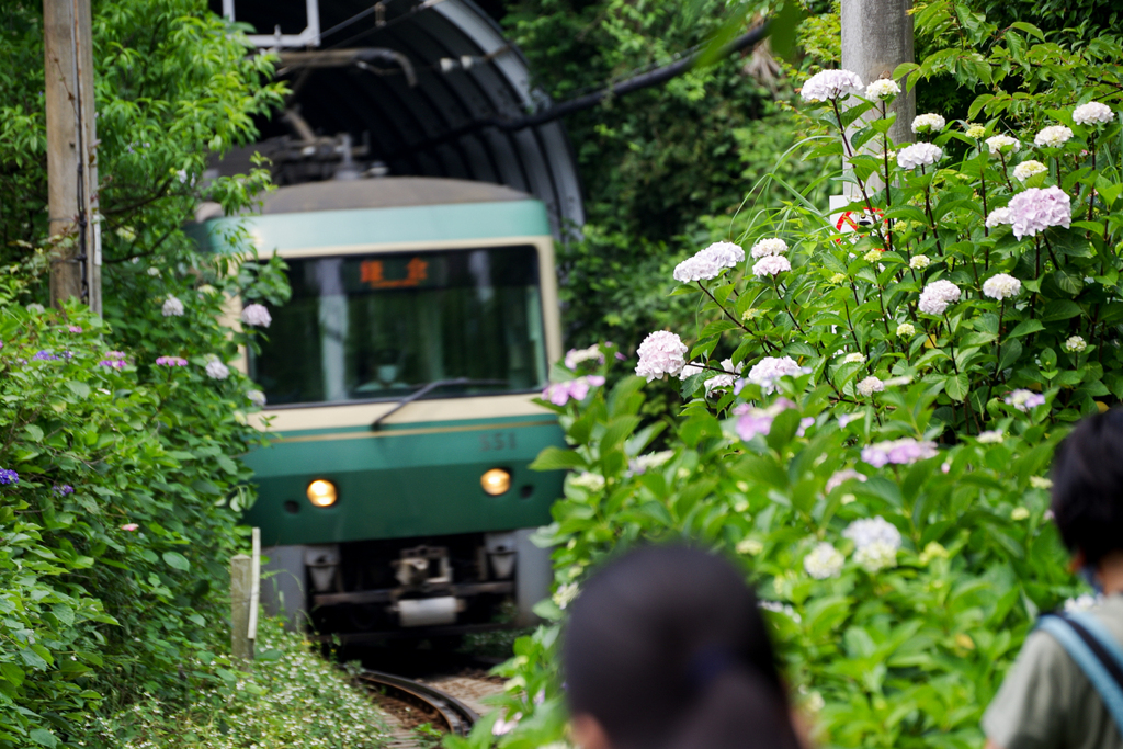 鎌倉　御霊神社の紫陽花情報!(^^)!