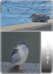 ゴイサギ親子