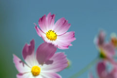 季節花(^^♪