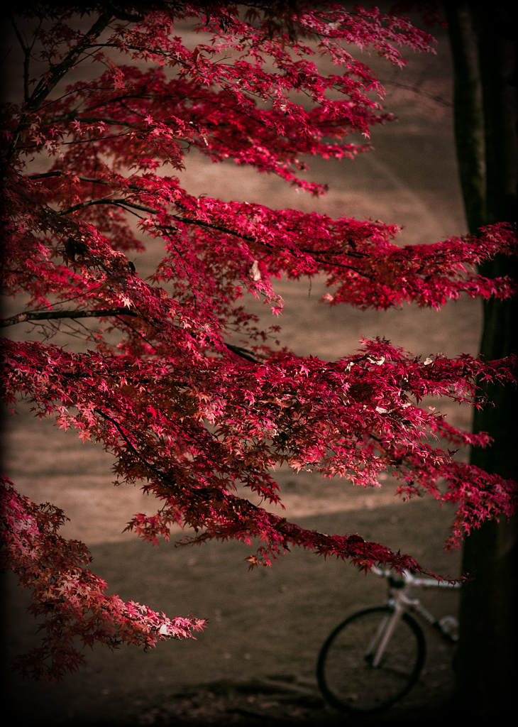 紅葉