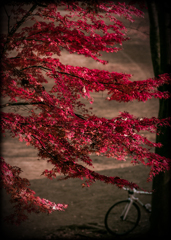 紅葉