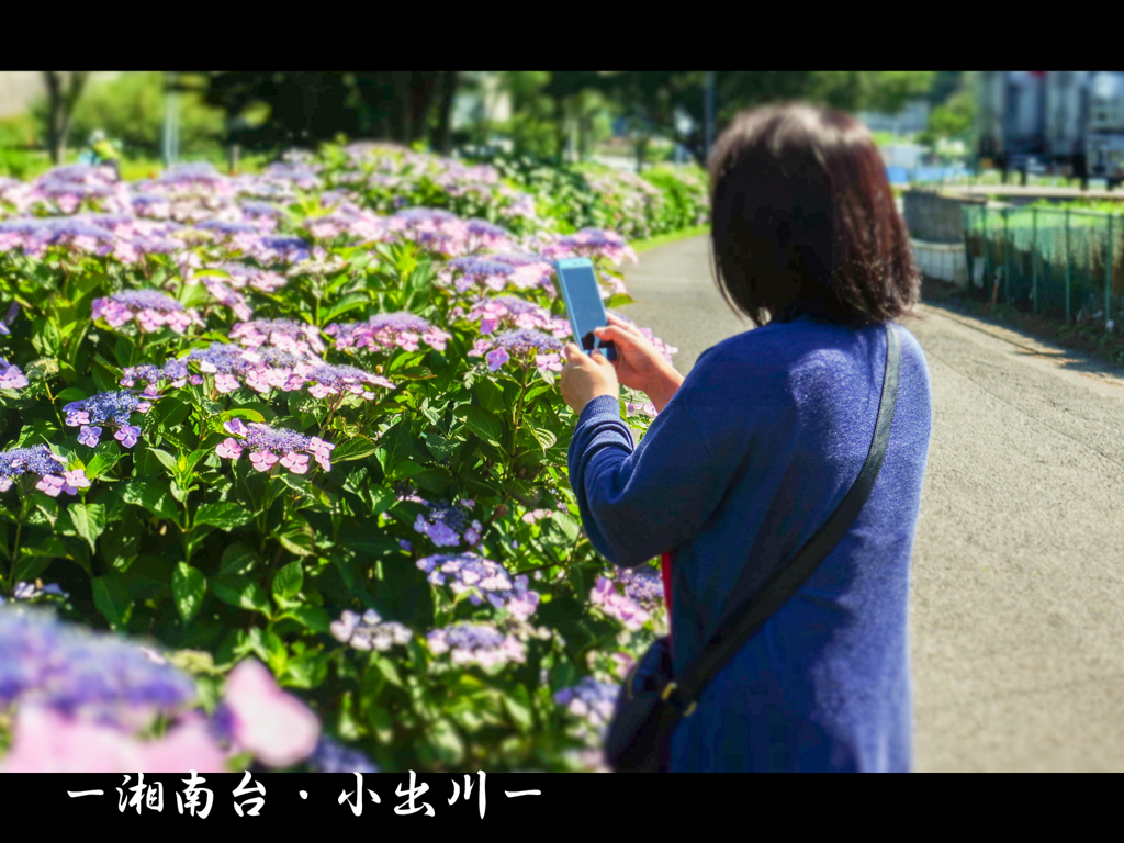 紫陽花ロード（藤沢市）