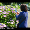 紫陽花ロード（藤沢市）