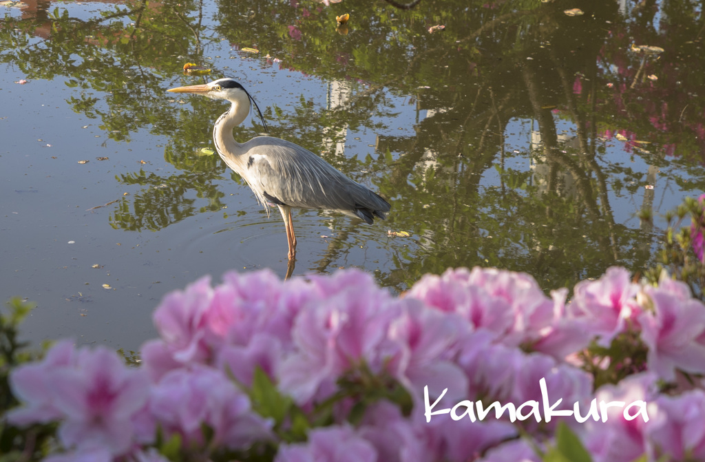 花と鳥