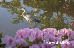 花と鳥