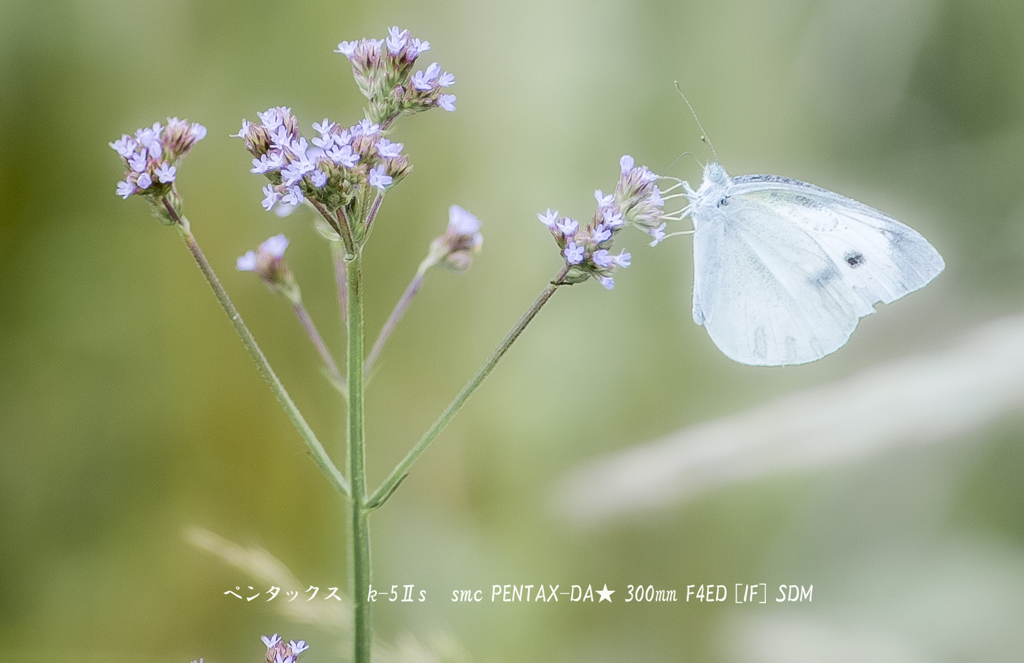 欲望