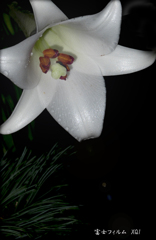 夜光