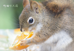 町田リス園