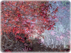 紅葉
