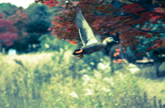 紅葉かも