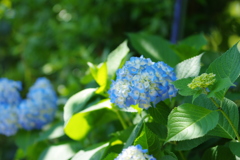 紫陽花