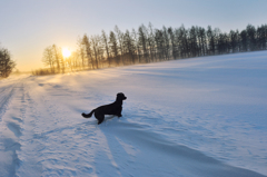 Snow Field