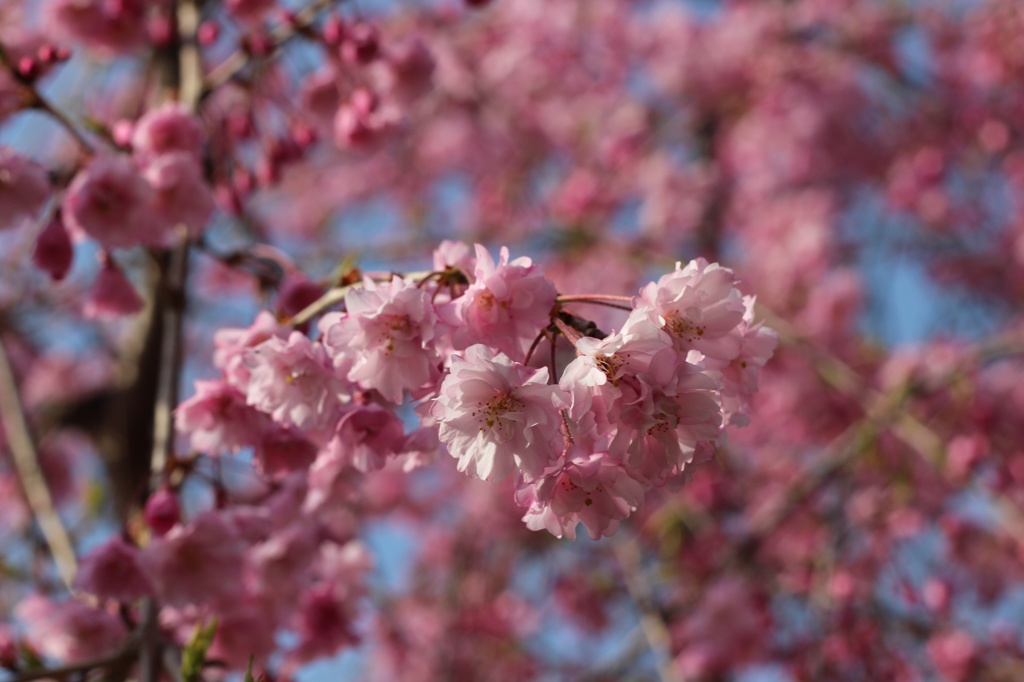 悠久山の桜