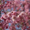 悠久山の桜