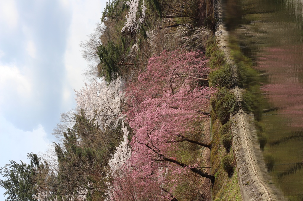 悠久山の桜