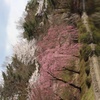 悠久山の桜