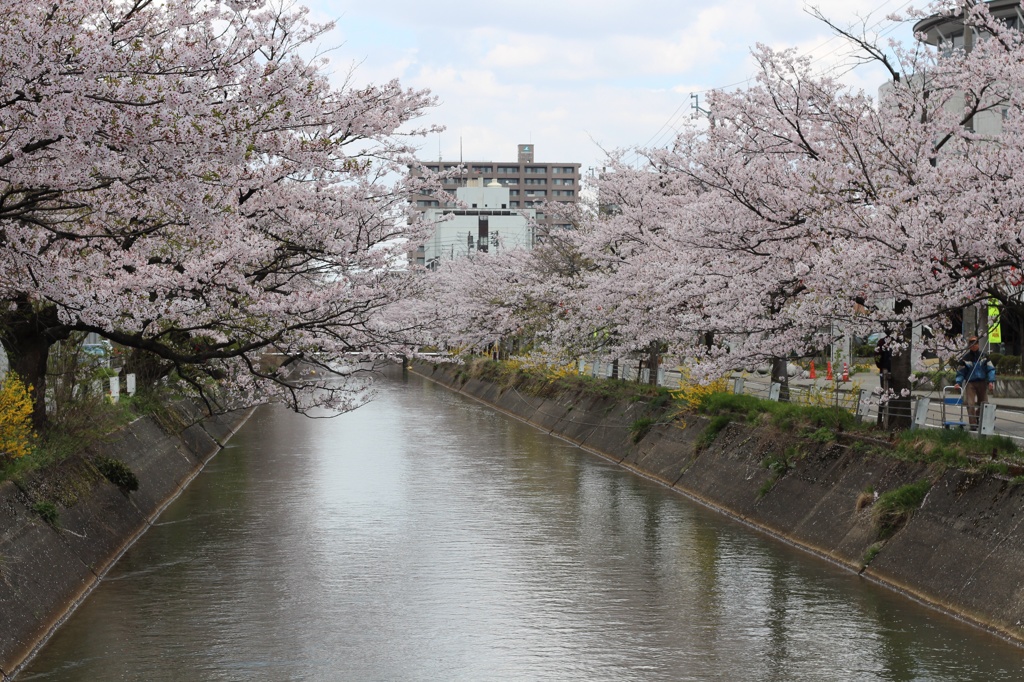 長岡の桜