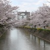 長岡の桜