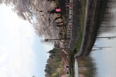 悠久山の桜
