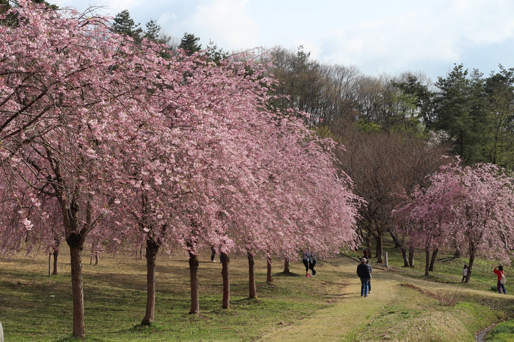 悠久山の桜