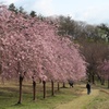 悠久山の桜