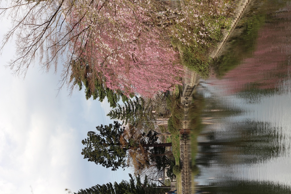 悠久山の桜