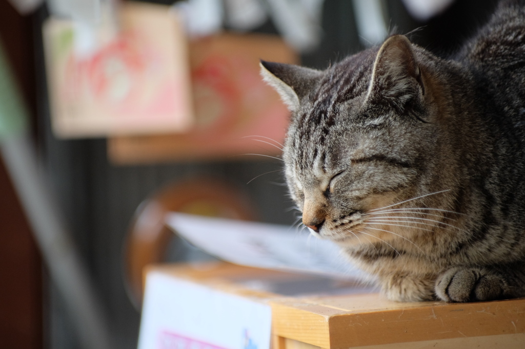 願いが叶うといいですにゃ？