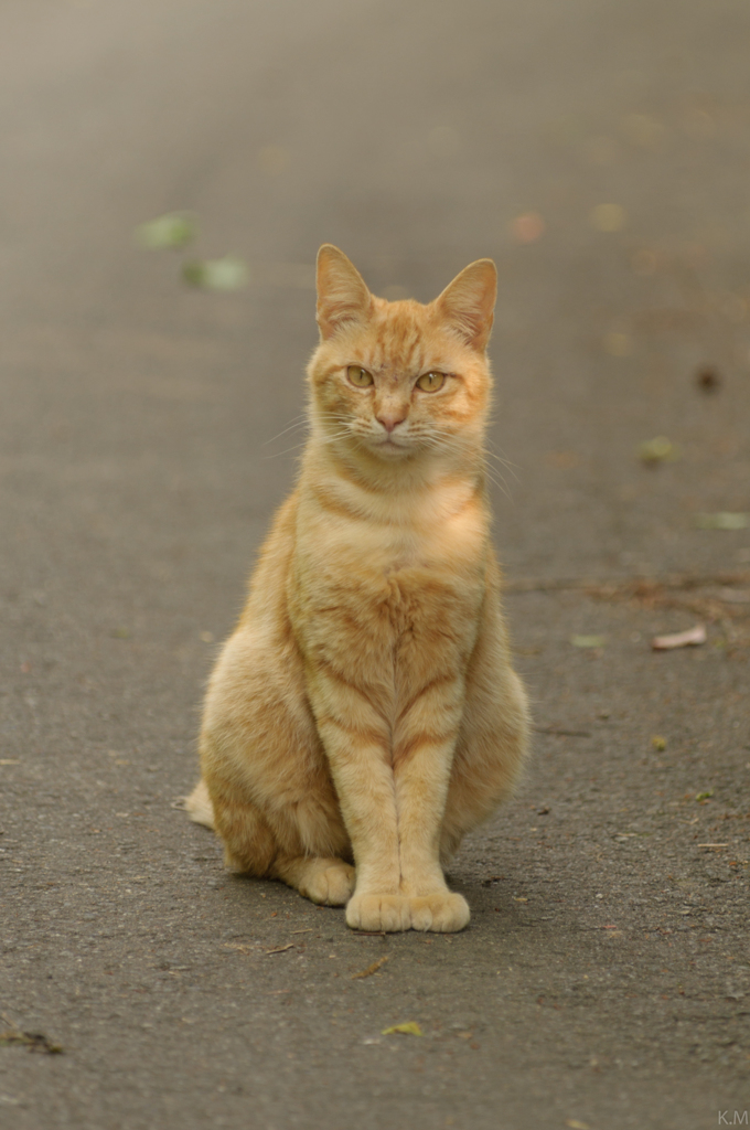 ポーズ猫さん