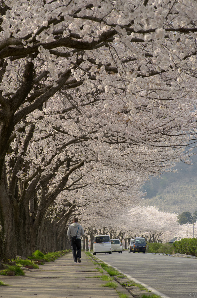 日差し差し込む桜並木