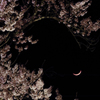 桜と三日月と