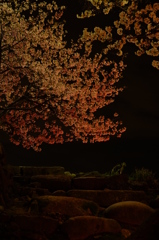 夜桜