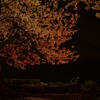 夜桜