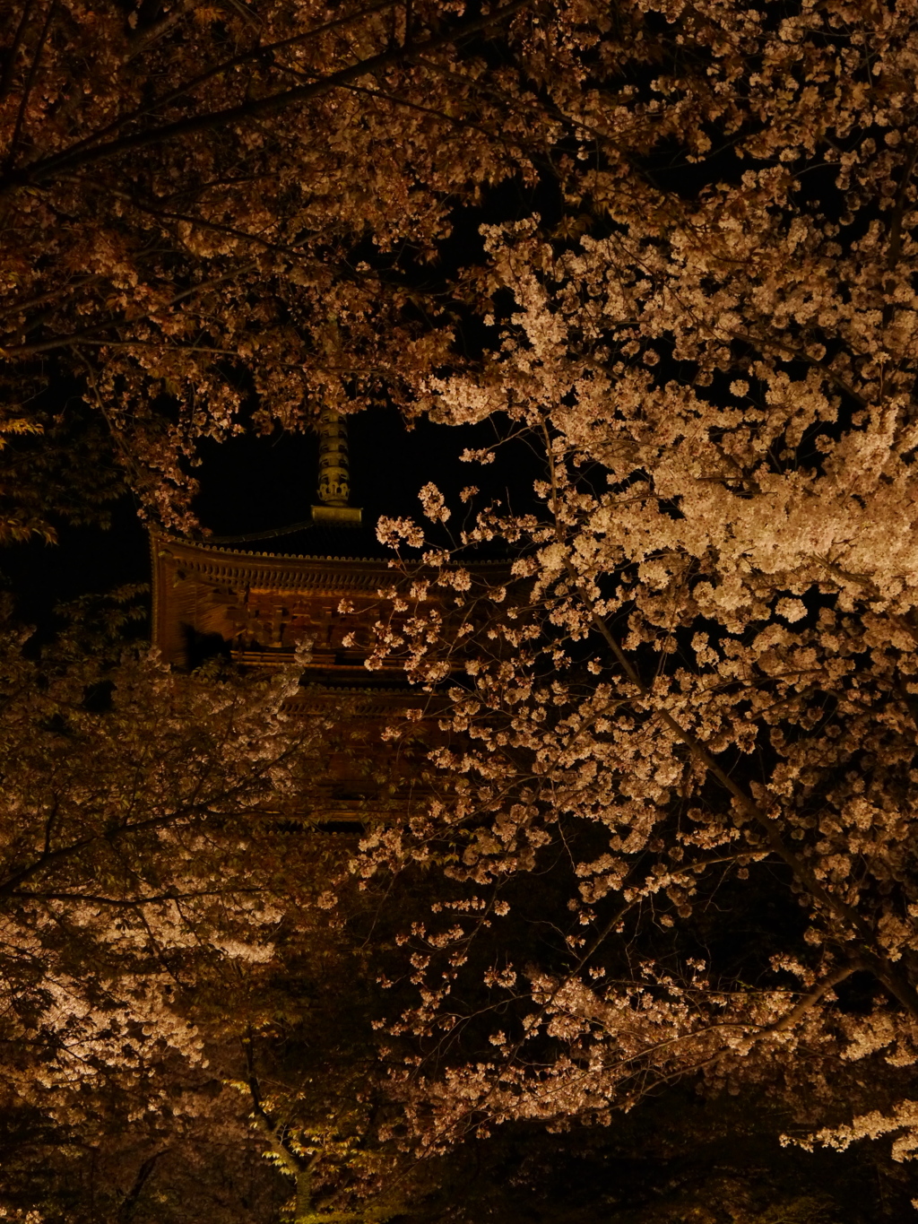 京都　東寺　ライトアップ