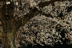 夜桜　エドヒガン　樹齢140年以上