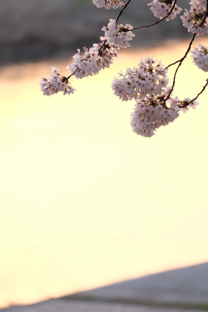 桜　夕暮れ時