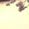 桜　夕暮れ時