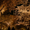 京都　東寺　ライトアップ