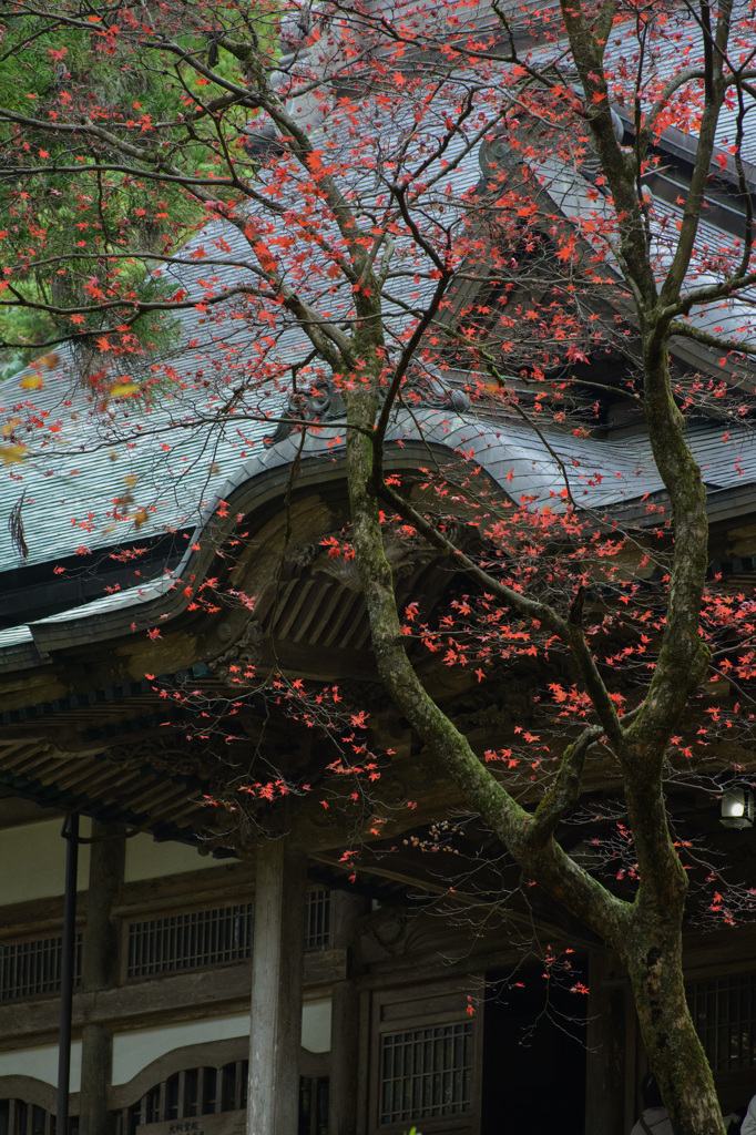 永平寺　紅葉　赤