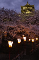 丸岡城桜まつり