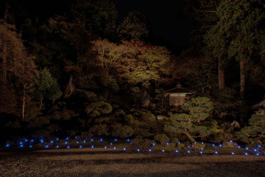 萬徳寺　庭園　ライトアップ
