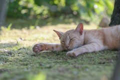 日陰の猫